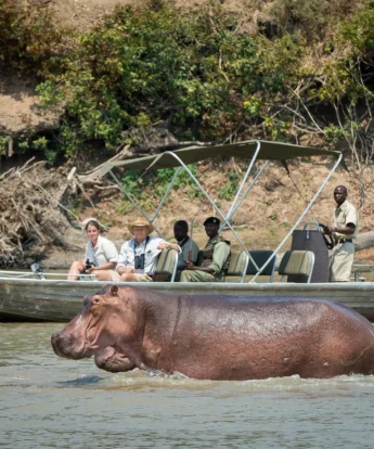 hippo boating, nsefu camp, south luangwa natonal park, zambia