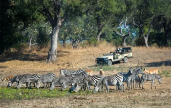 Zebra, Nkwali Camp, South Luangwa, Zambia
