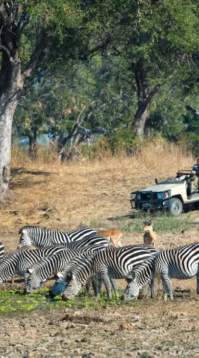 Zebra, Nkwali Camp, South Luangwa, Zambia
