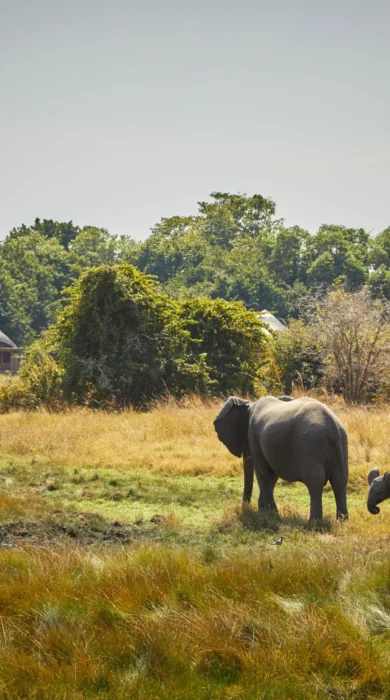 Elephants, Kuyenda, South Luangwa NP, Zambia