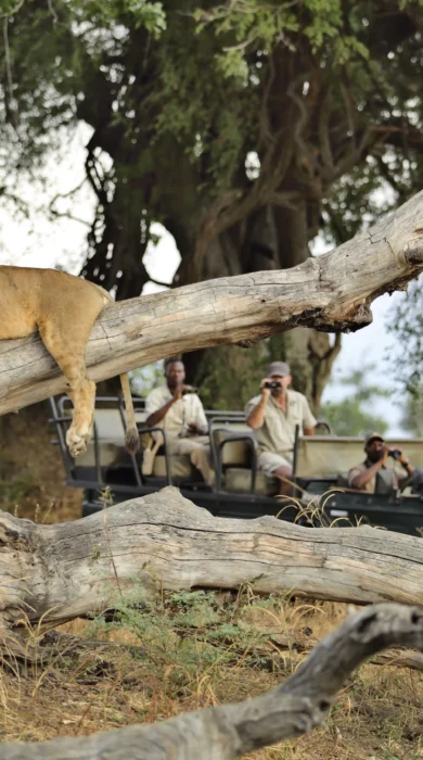 Lion Zambia