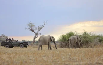 Lion Camp Game Drive