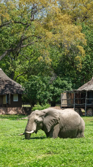 Elephants, Mfuwe Lodge, South Luangwe NP, Zambia