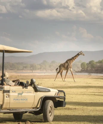 puku ridge zambia giraffe drive yellow zebra safaris