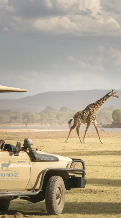 puku ridge zambia giraffe drive yellow zebra safaris