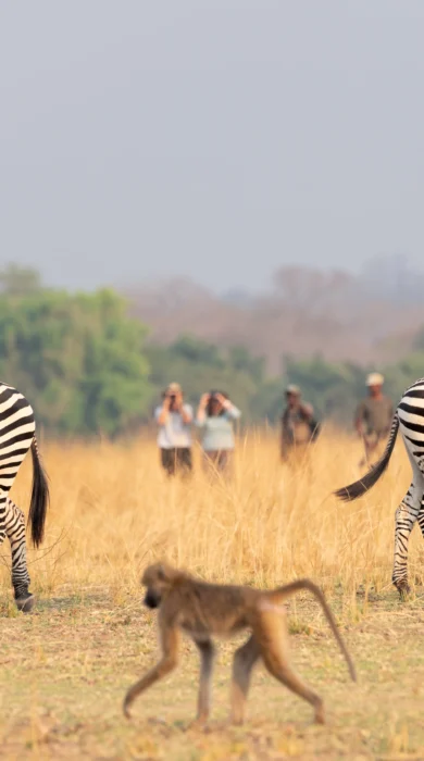 puku ridge zambia wildlife yellow zebra safaris