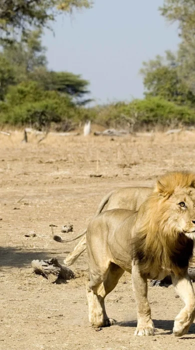 South Luangwa Walking Safari