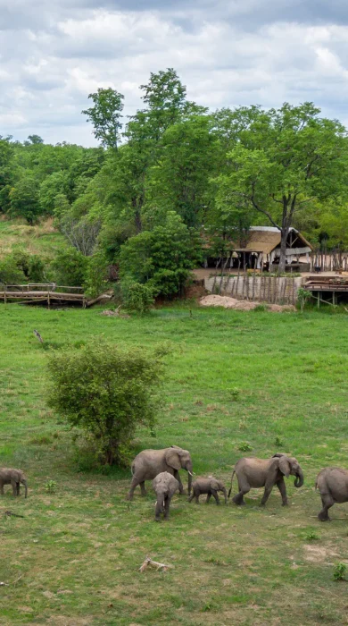 Elephants, Zungulila, South Luangwa NP, Zambia