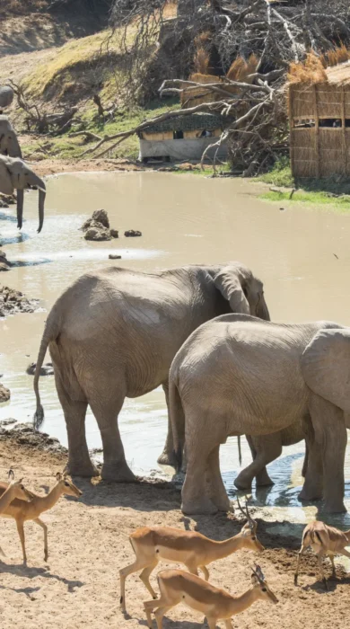 Watering Hole, Mwamba Bush Camp, South Luangwa, Zambia