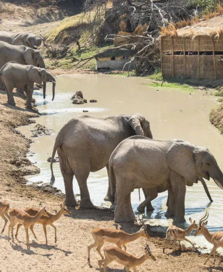 Watering Hole, Mwamba Bush Camp, South Luangwa, Zambia