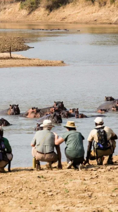 Mwaleshi Camp walking hippo zambia yellow zebra safaris