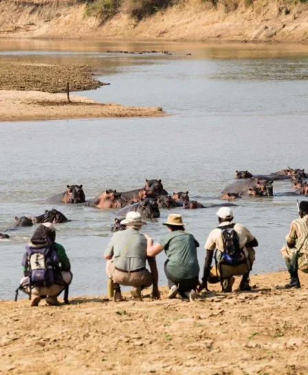 Mwaleshi Camp walking hippo zambia yellow zebra safaris