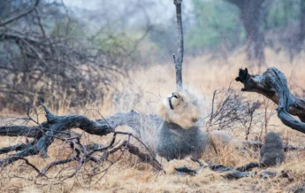 lion, musekse camp, kafue national park, zambia