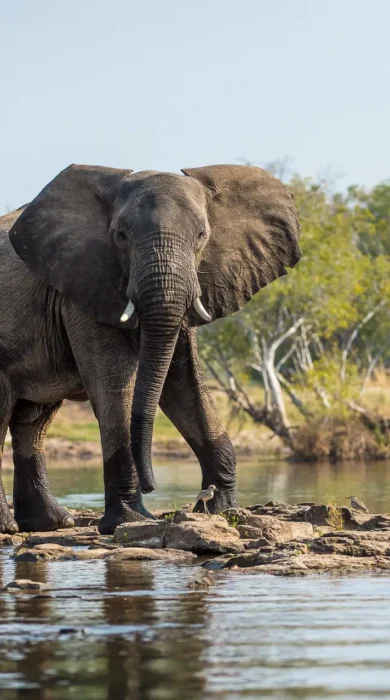 Elephant, Toka Leya, Mosi Oa Tunya NP, Zambia