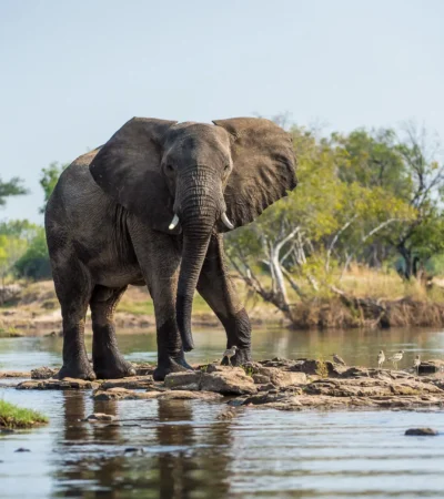 Elephant, Toka Leya, Mosi Oa Tunya NP, Zambia