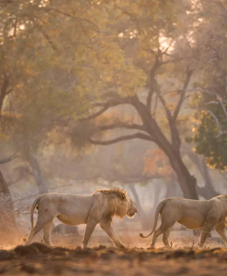 the best of the falls, hwange and mana, lions