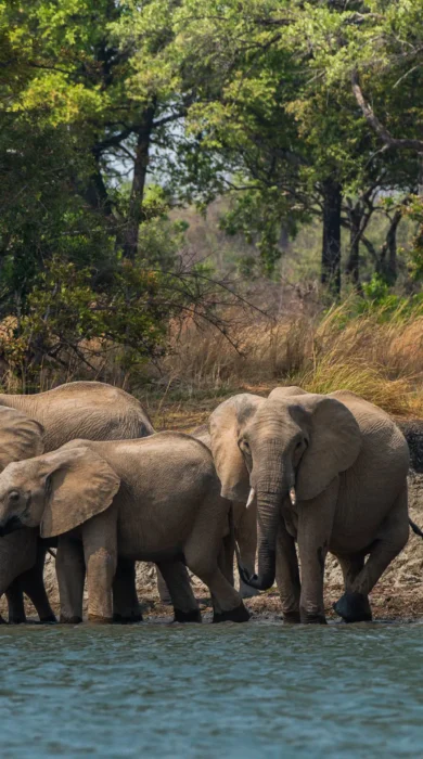 elephants, ila safari lodge, kafue national park, zambia