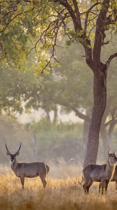Buck, Nkonzi Bush Camp, South Luangwa, Zambia