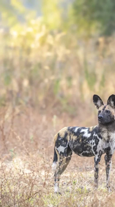 Wild Dog, Nkonzi Bush Camp, South Luangwa, Zambia