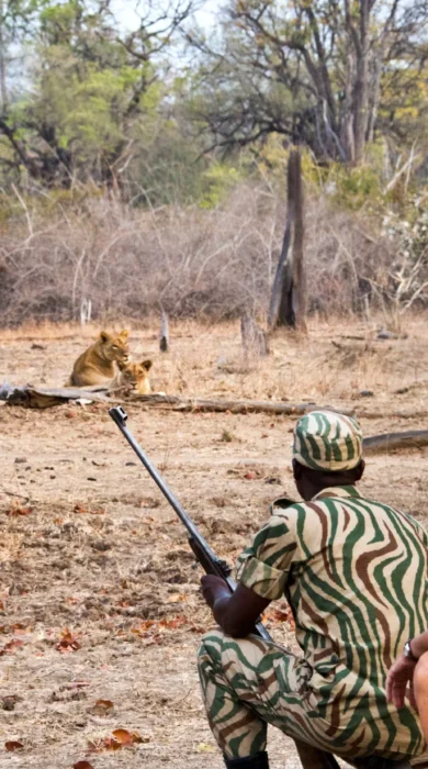 Surefoot Safaris Walking with Lions
