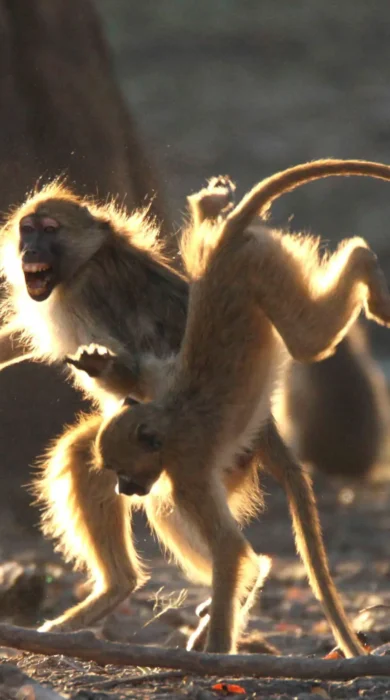 Surefoot Safaris Baboons