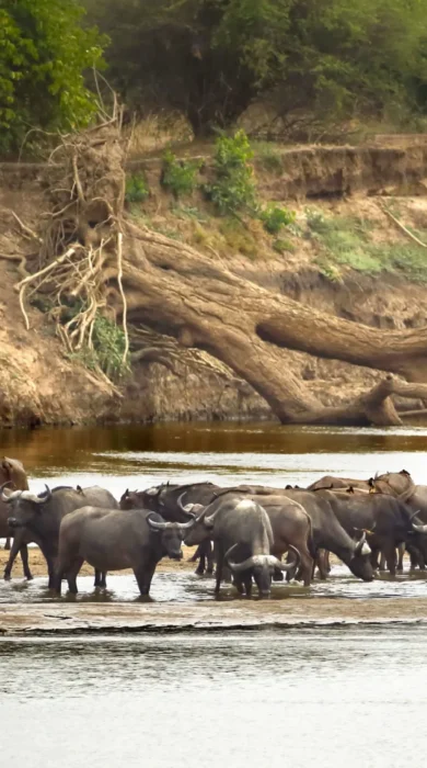 Surefoot Safaris Buffalo Drinking at Mapazi