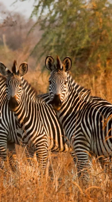 Surefoot Safaris Zebra on Plains