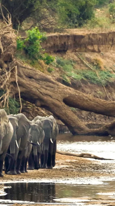 Surefoot Safaris Elephants At Mapazi