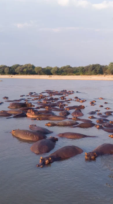 hippo pod takwela camp zambia yellow zebra safaris