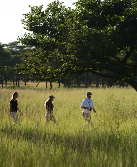 walking safari