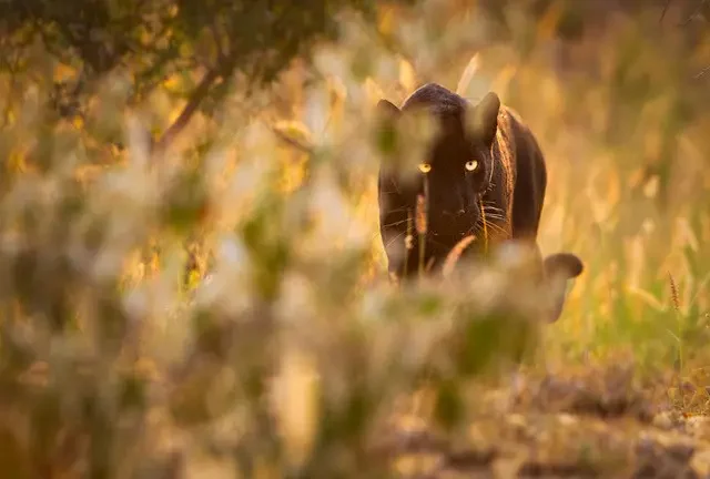 Black Leopard, Laikipia, Laikipia Wilderness, Kenya