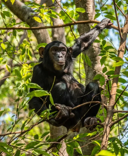 Unique chimpanzee experiences in Tanzania, Africa