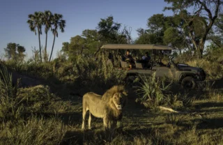 Game Drive Lion, Qorokwe, Okavango Delta, Botswana