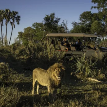 Game Drive Lion, Qorokwe, Okavango Delta, Botswana