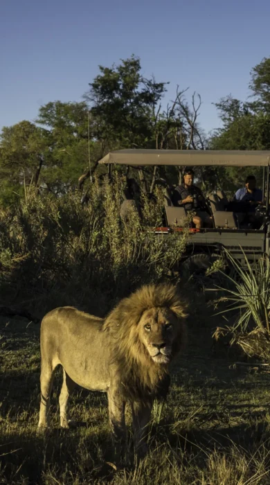 Game Drive Lion, Qorokwe, Okavango Delta, Botswana