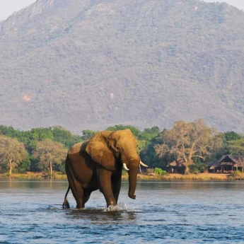lower zambezi wildlife chiawa camp zambia yellow zebra safaris
