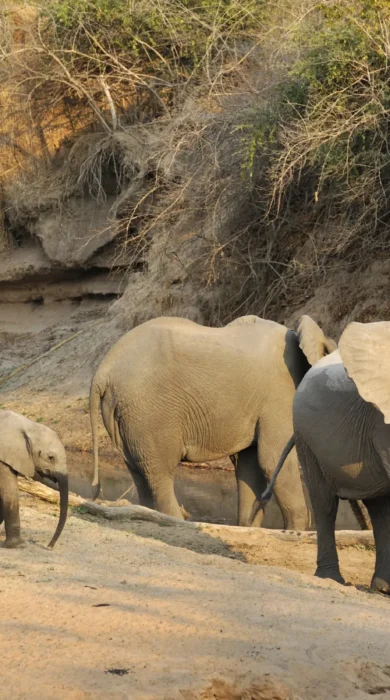 Elephants, Mwamba Camp, South Luangwa NP, Zambia