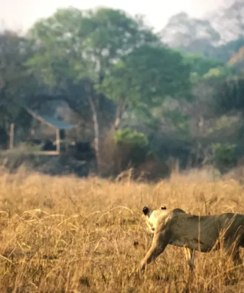 ntemwa busanga lion zambia yellow zebra safaris