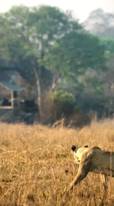 ntemwa busanga lion zambia yellow zebra safaris