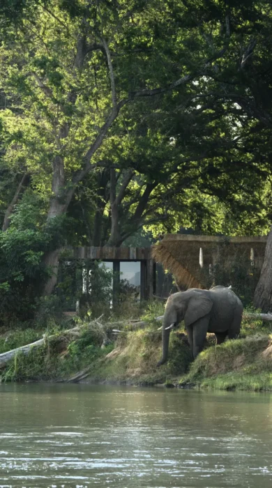 elephant, lolebezi, lower zambezi national park, zambia