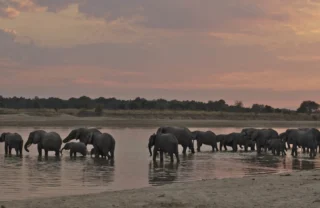 elephant safaris, south luangwa national park, zambia