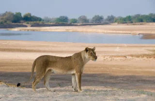 lion in south luangwa national park, zambia safaris