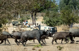 buffalo in south luangwa national park, zambia