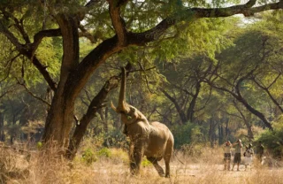 elephant walk in lower zambezi national park, zambia safaris