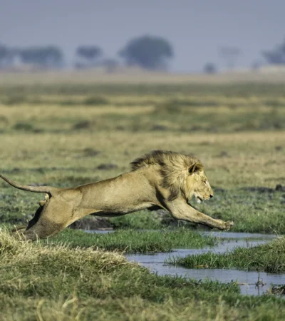 lion safaris, kafue national park, zambia holidays