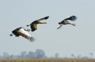 birds in kafue national park, zambia safaris