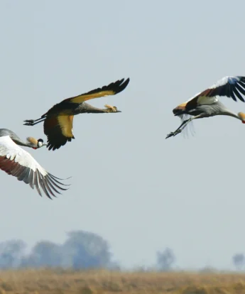 birds in kafue national park, zambia safaris
