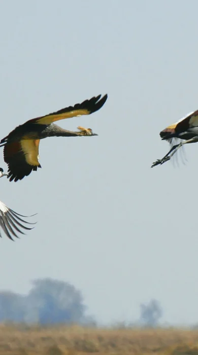 birds in kafue national park, zambia safaris