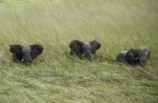 elephants in kafue national park, zambia safaris