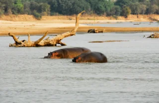 hippo safaris, north luangwa national park, zambia